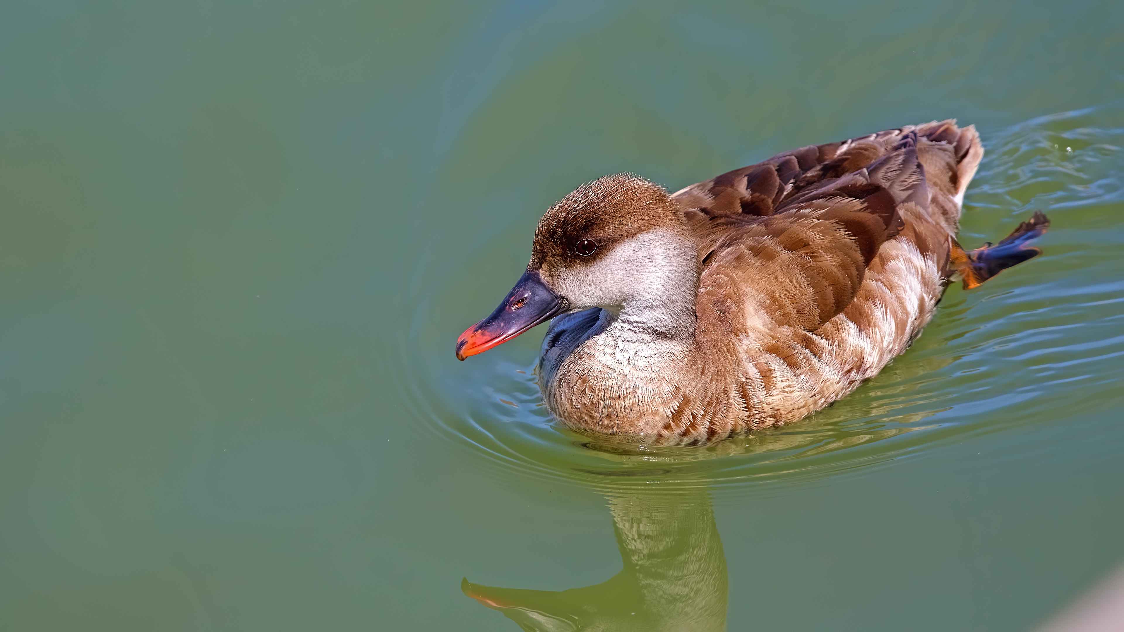 Red-crested Pochard